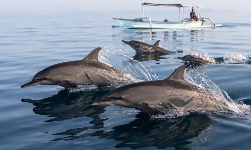 Dolphin